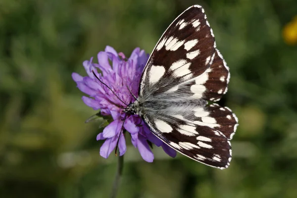 Melanargia galathea, Marmóreo borboleta branca na flor escabiosa, Scabiosa — Fotografia de Stock