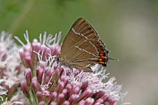 White-letter hairstreak butterfly (Satyrium w-album) — Stock Photo, Image