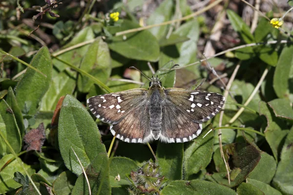 stock image Pyrgus, Skipper butterfly from Italy, Europe