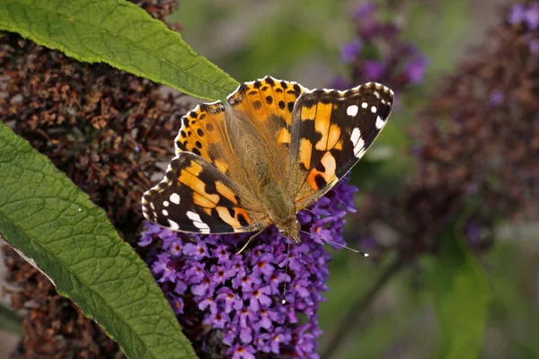 Mariposa dama pintada (Vanessa cardui) en Buddleja davidii —  Fotos de Stock