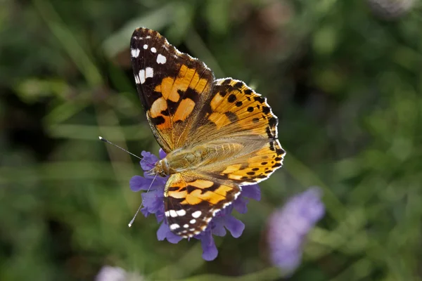 Vanessa cardui, Papillon dame peinte (Cynthia cardui), papillon européen — Photo