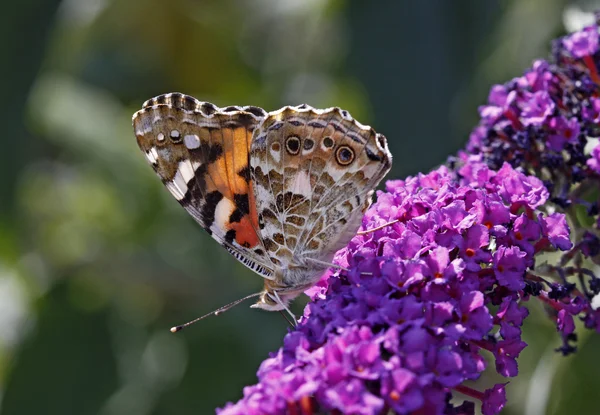 Vanessa cardui, painted lady butterfly (cynthia cardui) på Flenörtsväxter davidii — Stockfoto
