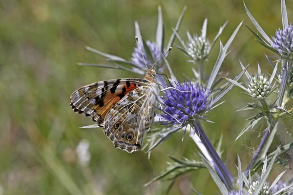 Dipinta Lady farfalla (Vanessa cardui) su ametista agrifoglio marino — Foto Stock