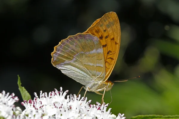 Argynnis paphia, Silver-washed fritillary on a elder flower in Italy — Stock Photo, Image