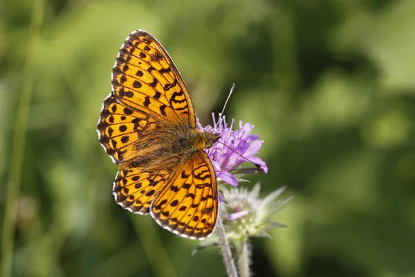Perlmutterfalter butterfly sitting on a wild flower — Stock Photo, Image