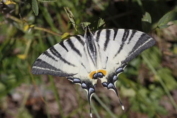 Scarce Swallowtail butterfly in summer, Iphiclides podalirius from Italy — Stock Photo, Image