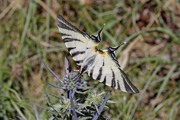 Seltener Schwalbenschwanz-Schmetterling im Sommer, iphiclides podalirius aus Italien — Stockfoto