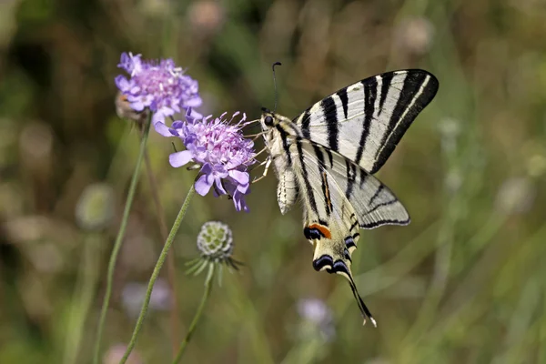 Scarce Swallowtail (Iphiclides podalirius) sitting on a Scabious flower — Stock Photo, Image