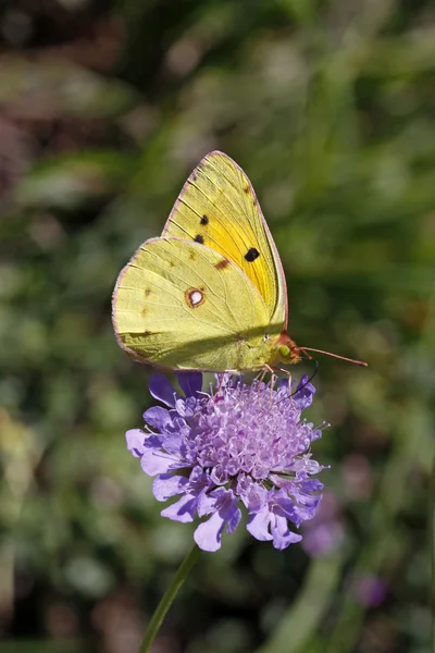 Colias australis, Colias alfacariensis, Bergers clouded yellow butterfly — Stock Photo, Image