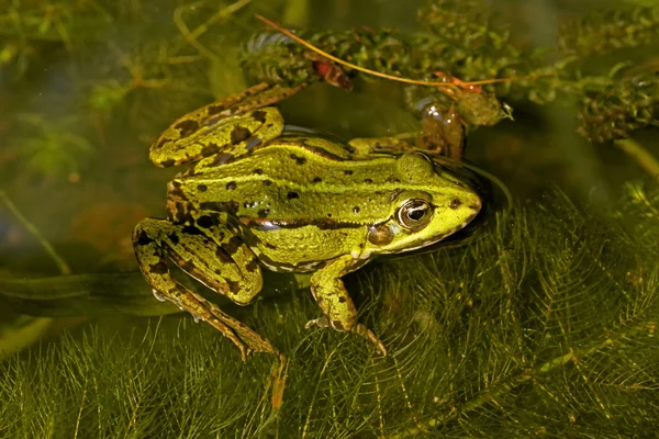 Rana esculenta - Edible frog in Germany, Europe — Stock Photo, Image
