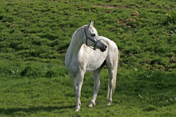 Arabský kůň na louce v Dolním Sasku, Německo, Evropa — Stock fotografie