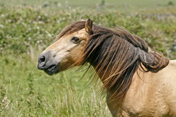 コーンウォール、イングランド南西部、ヨーロッパで牧草地の馬 — ストック写真