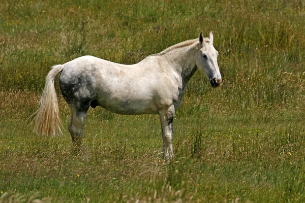 Koně na louce v Cornwallu, jihozápadní Anglie, Evropa — Stock fotografie