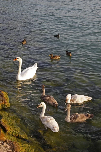 Cisne mudo (Cygnus olor) con aves jóvenes, Lago de Garda, Italia, Europa —  Fotos de Stock