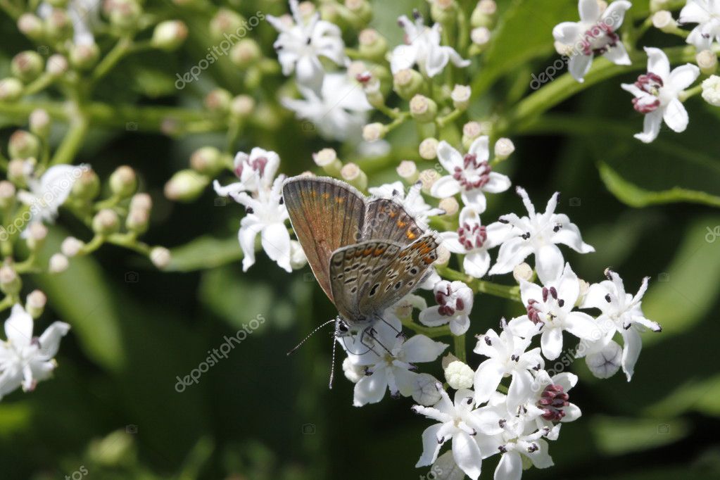 Papillon Azuré Assis Sur Un Nain Fleur De Sureau En Italie