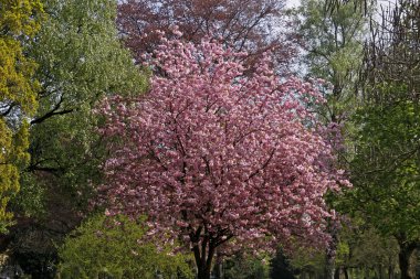 bad rothenfelde spa Park'ta Japon kiraz ağacı