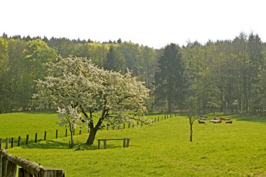 Spring landscape with cherry trees in Hagen, Lower Saxony, Germany, Europe clipart