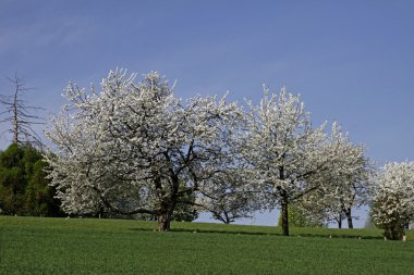 Baharda kiraz ağaçları, Hagen, Aşağı Saksonya, Almanya, Avrupa