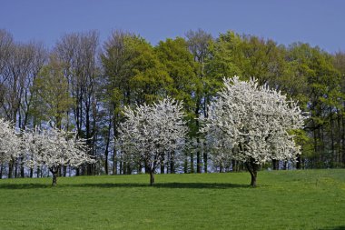 hagen manzara Bahar, Aşağı Saksonya, Almanya, Avrupa