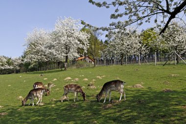 Spring landscape with cherry trees and deer in Hagen, Lower Saxony, Germany clipart