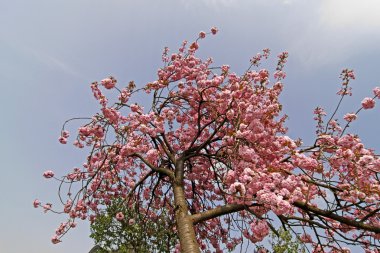 Bahar, Almanya, Avrupa'nın Japon kiraz ağacı