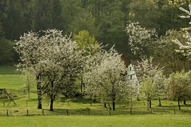 Baharda kiraz ağaçları, Hagen, Aşağı Saksonya, Almanya, Avrupa