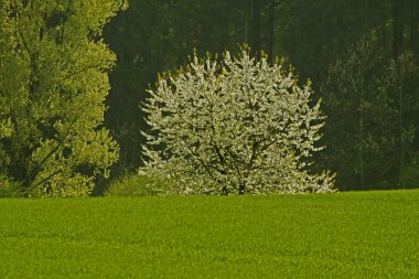 Cherry tree in spring, Holperdorp, North Rhine-Westphalia, Germany, Europe clipart