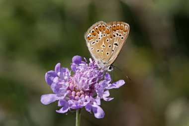 Polyommatus butterfly sitting on a scabious bloom in Italy, Europe clipart