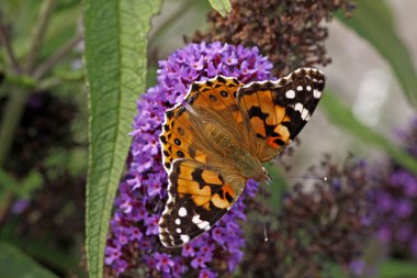 Painted lady kelebeği (vanessa cardui) buddleja davidii, mor İmparator