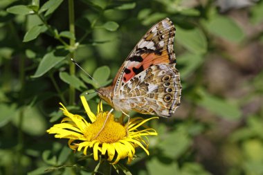 Willowleaf yellowhead Painted Lady kelebeği (Vanessa cardui)