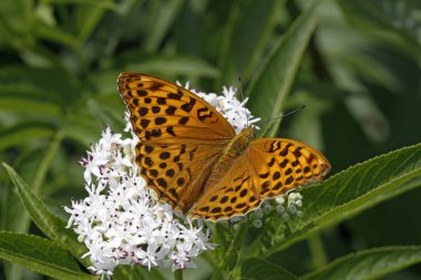 Cüce yaşlı (Sambuculus üzerinde gümüş yıkanmış fritillary (Argynnis paphia))