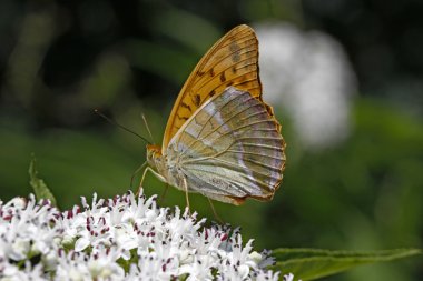 argynnis paphia, gümüş yıkadım fritillary İtalya büyük bir çiçek üzerinde