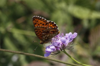 İtalya, Avrupa scabious bloom perlmutterfalter kelebeği