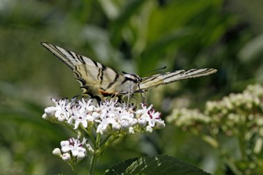 Yaz, Iphiclides podalirius kırlangıçkuyruğu kelebek