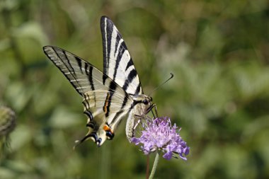 Scabious çiçek üzerinde oturan kırlangıçkuyruğu (Iphiclides podalirius)