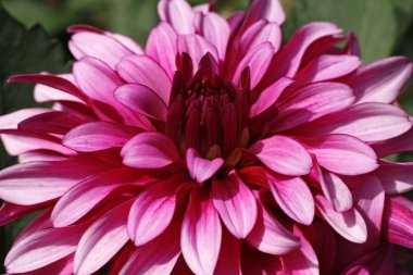 Dahlia Hybrid Gallery Nouveau, closeup of a summer flower clipart