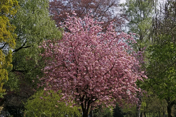 Japanese cherry tree in the spa park of Bad Rothenfelde — Stock Photo, Image