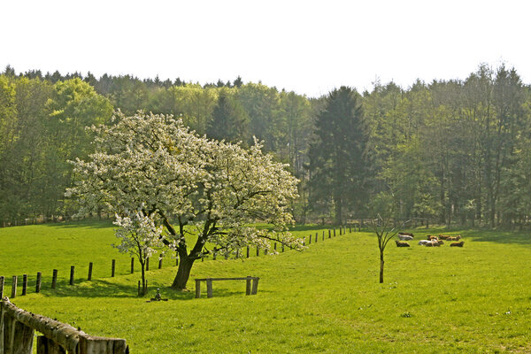 Spring landscape with cherry trees in Hagen, Lower Saxony, Germany, Europe