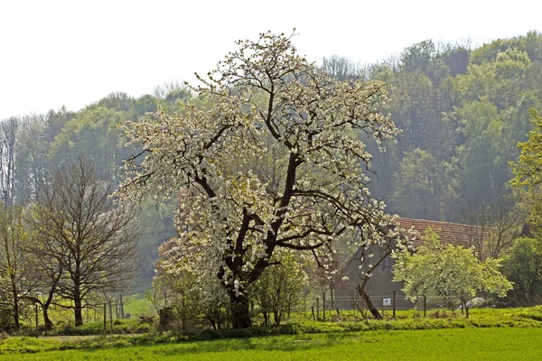 Boerderij met kersenboom in het voorjaar, hagen, lagere Saksen, Duitsland, Europa — Stockfoto