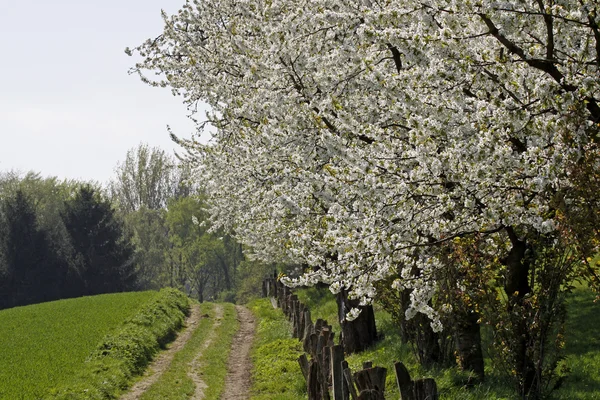 Sentiero pedonale con ciliegi a Hagen, Bassa Sassonia, Germania, Europa — Foto Stock