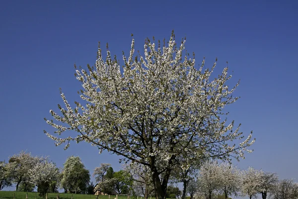 Flor de cerezo en Hagen a.T.W. en el país de Osnabrueck, Alemania — Foto de Stock