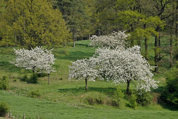 Våren landskap i hagen, lägre Sachsen, Tyskland, Europa — Stockfoto