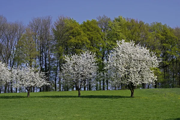 Spring landschap in hagen, lagere Saksen, Duitsland, Europa — Stockfoto