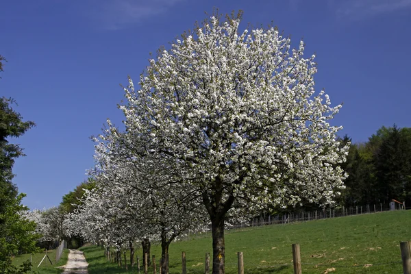 Vandringsled med körsbärsträd i hagen, lägre Sachsen, Tyskland, Europa — Stockfoto