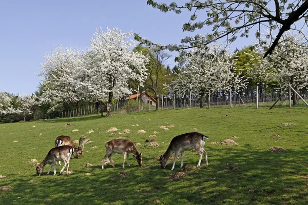 Bahar yatay, kiraz ağaçları ve geyik hagen, Aşağı Saksonya, Almanya — Stok fotoğraf
