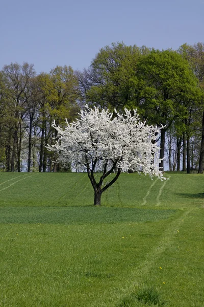 Třešeň na jaře, hagen, Dolní Sasko, Německo, Evropa — Stock fotografie