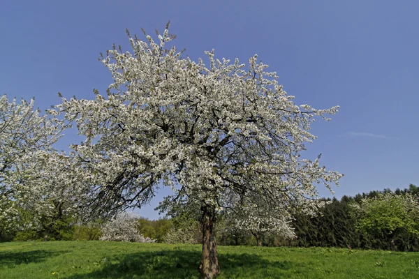 Kirschbaumblüte en HaCherry blossom en Hagen, Alemania — Foto de Stock