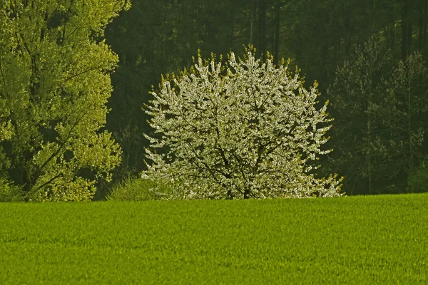 Cherry tree in spring, Holperdorp, North Rhine-Westphalia, Germany, Europe — Stock Photo, Image