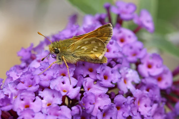 Ochlodes venatus, Large skipper butterfly — Stock Photo, Image