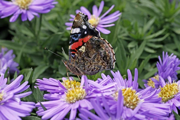 Papillon de l'amiral rouge (Vanessa atalanta) sur Aster novae-angliae — Photo